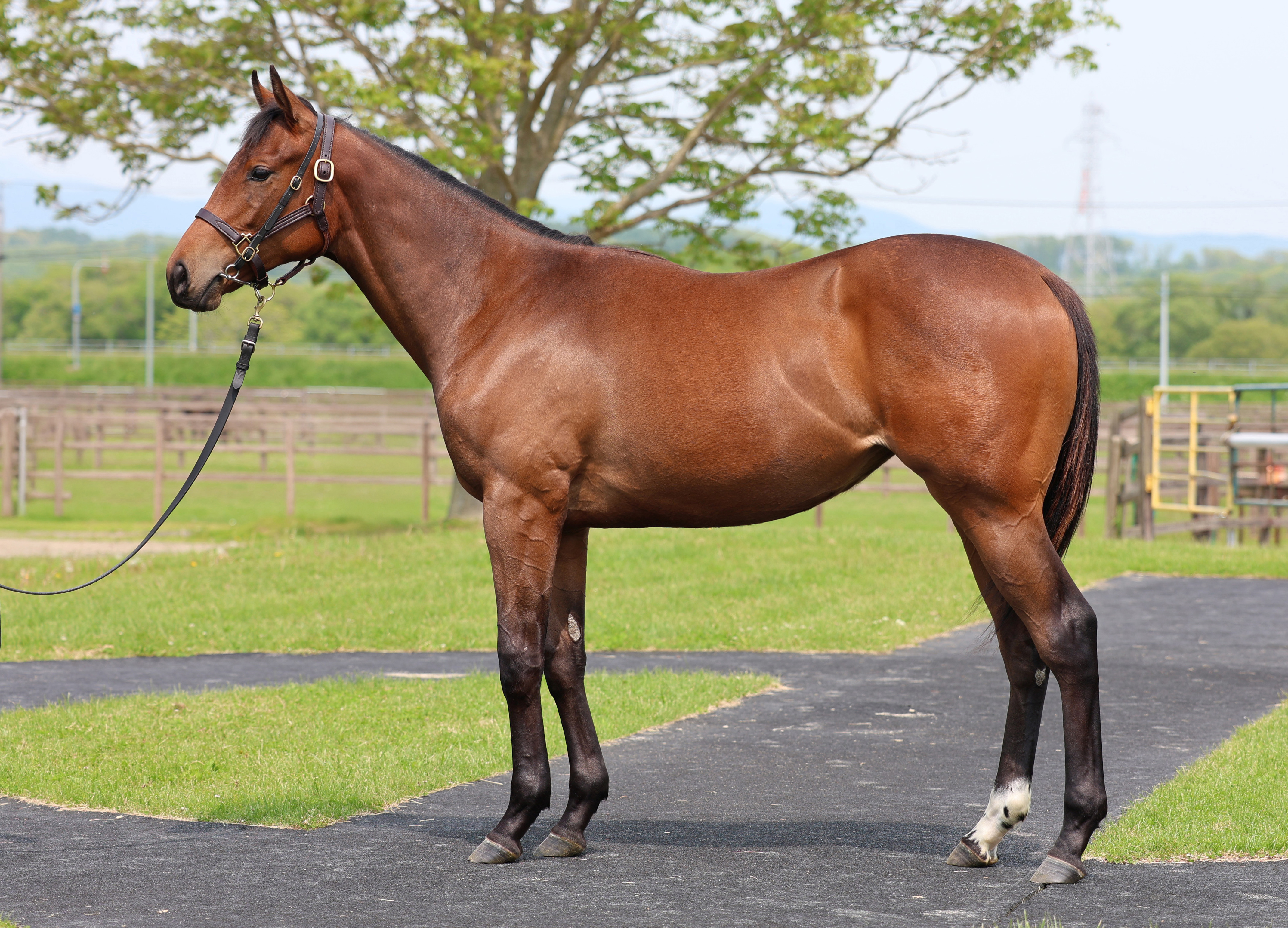 ルージュクール2024