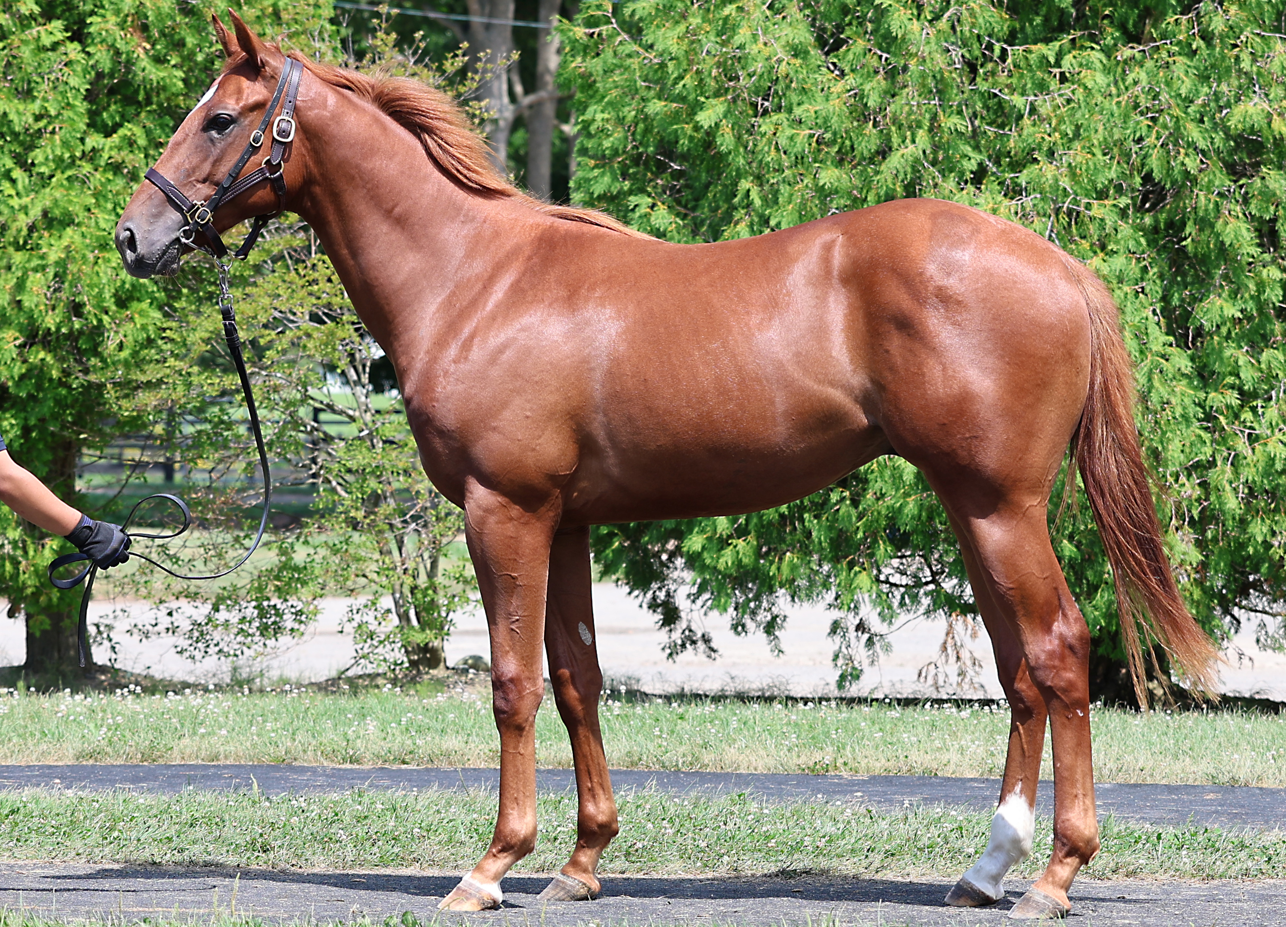 ラディーチェ2024