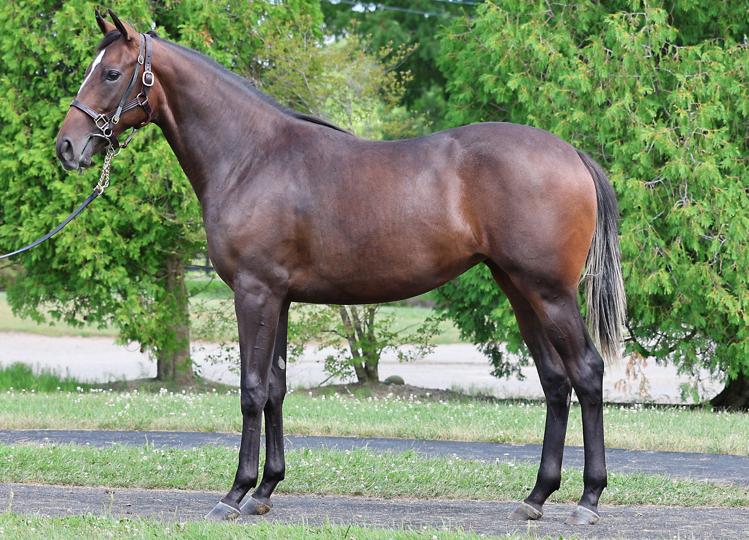 マルヨディローゼ2024