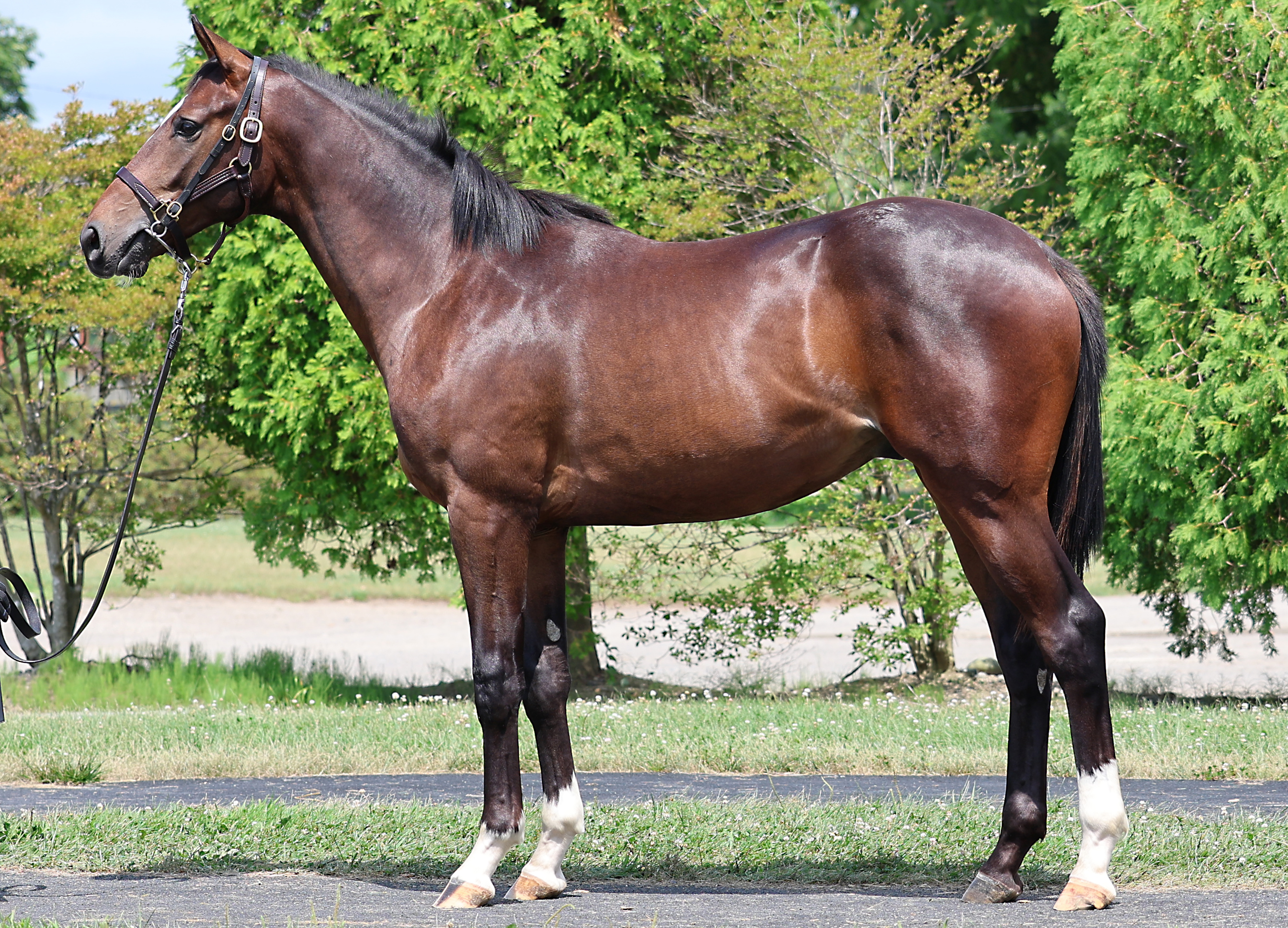 フェスティヴレディ2024