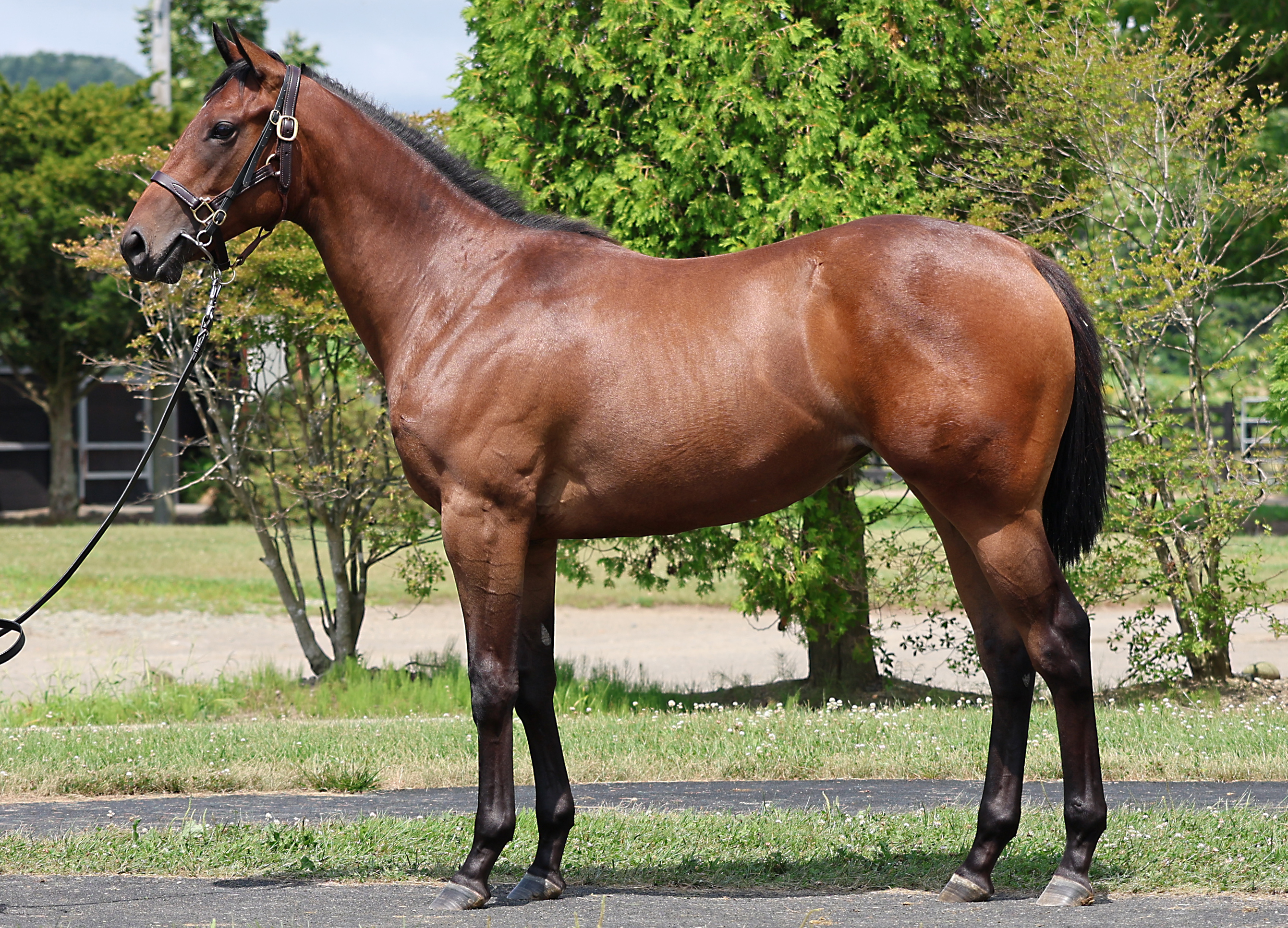 オーロスターキス2024