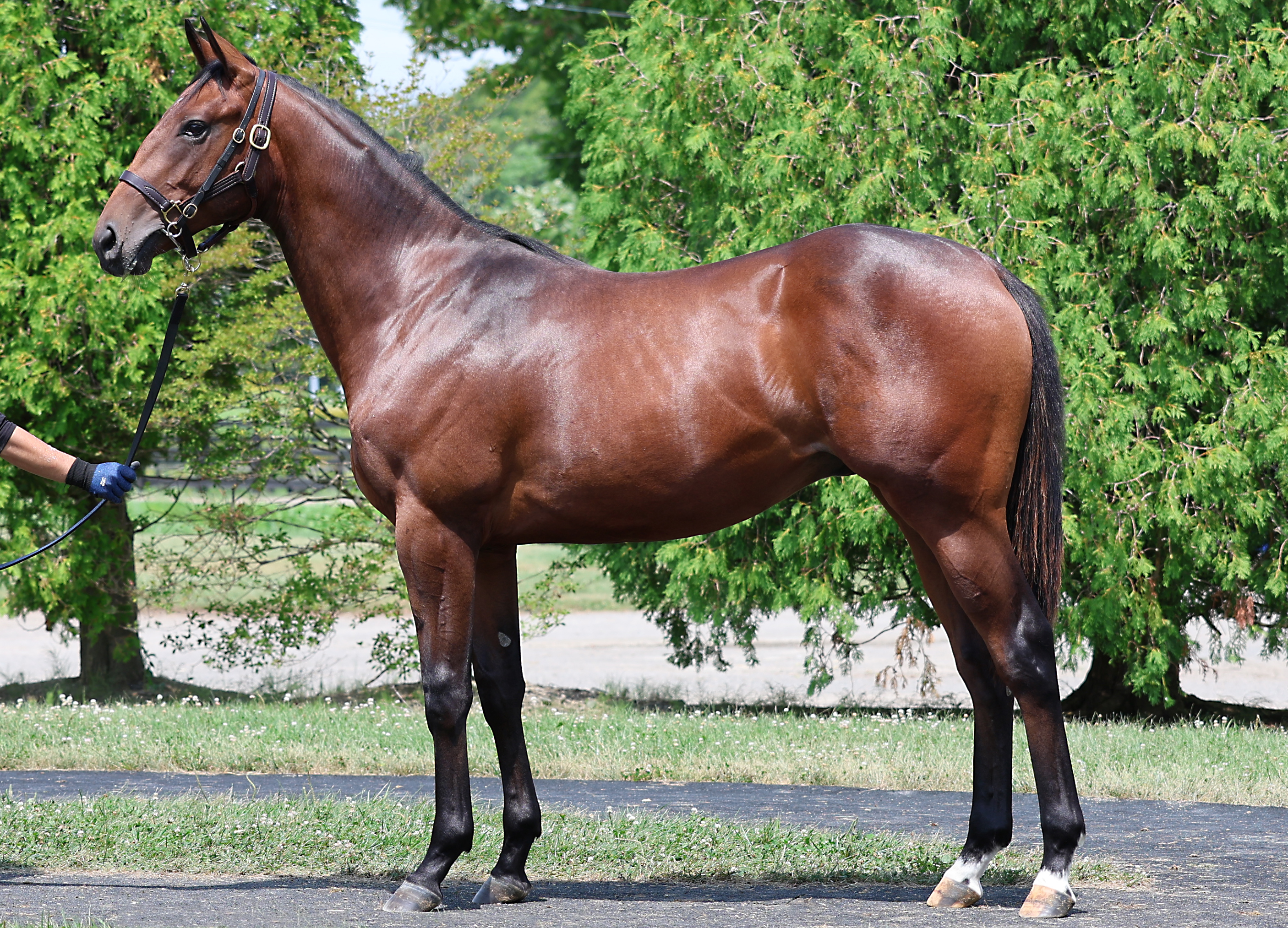 ヒラボクミラクル2024