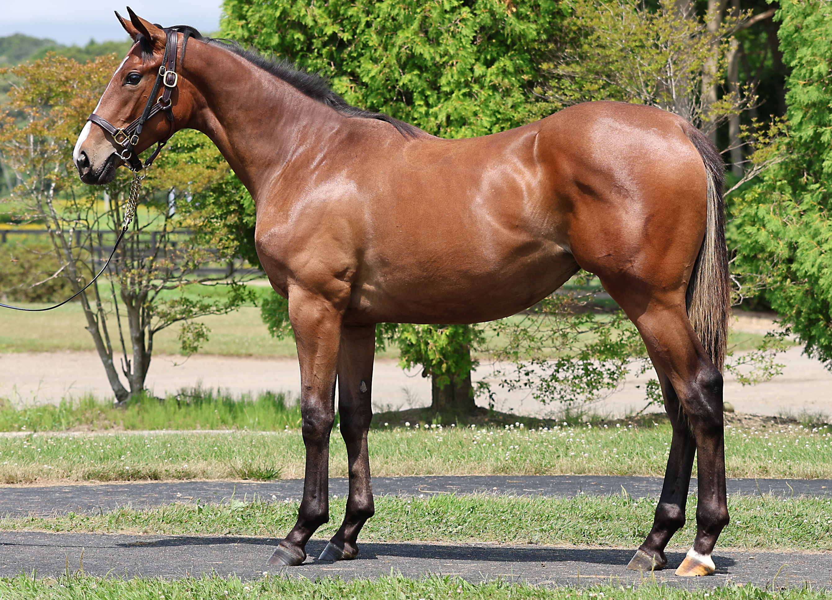 ラッシュカッター2024