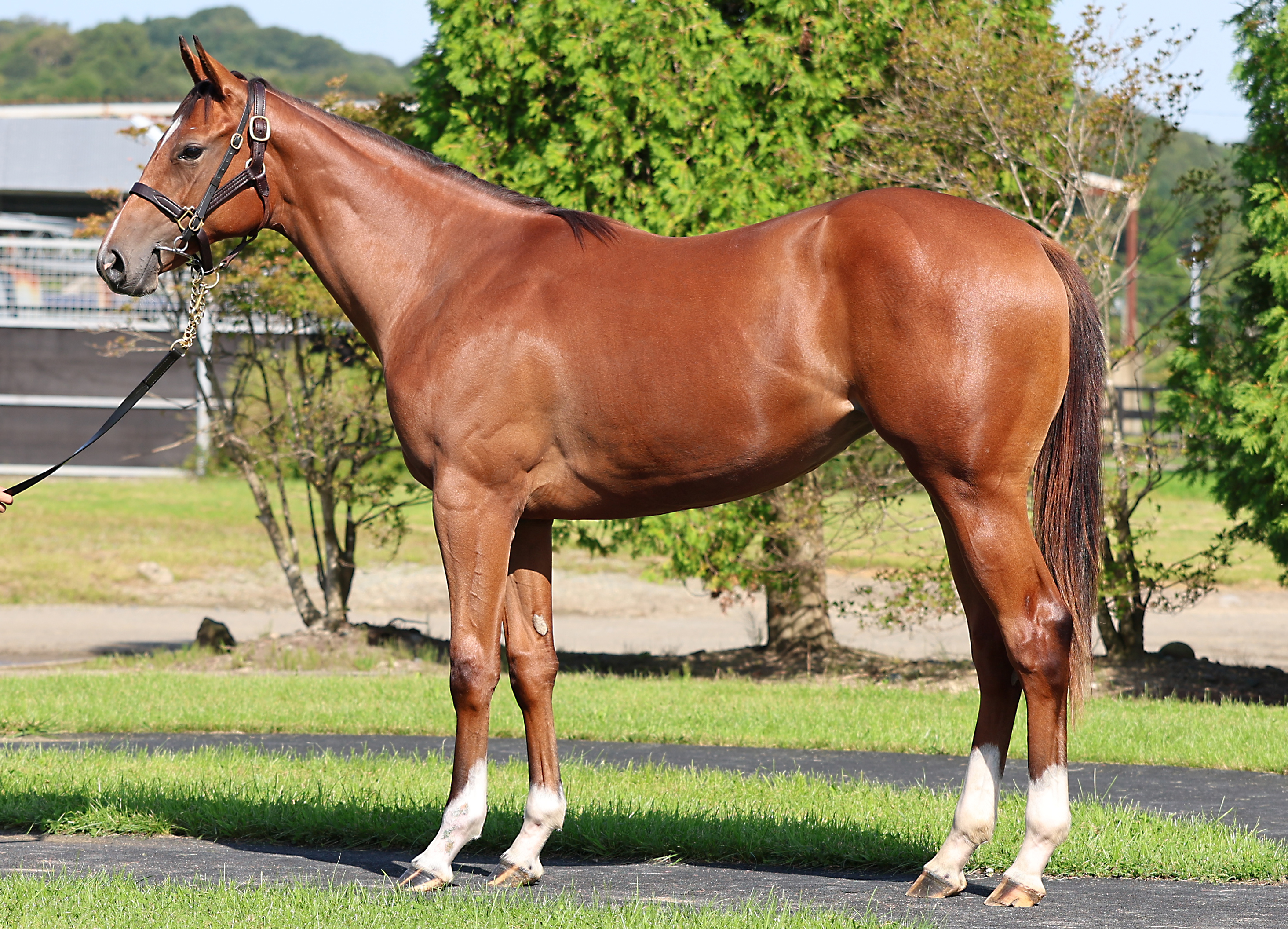 ローザビアンカ２０２４