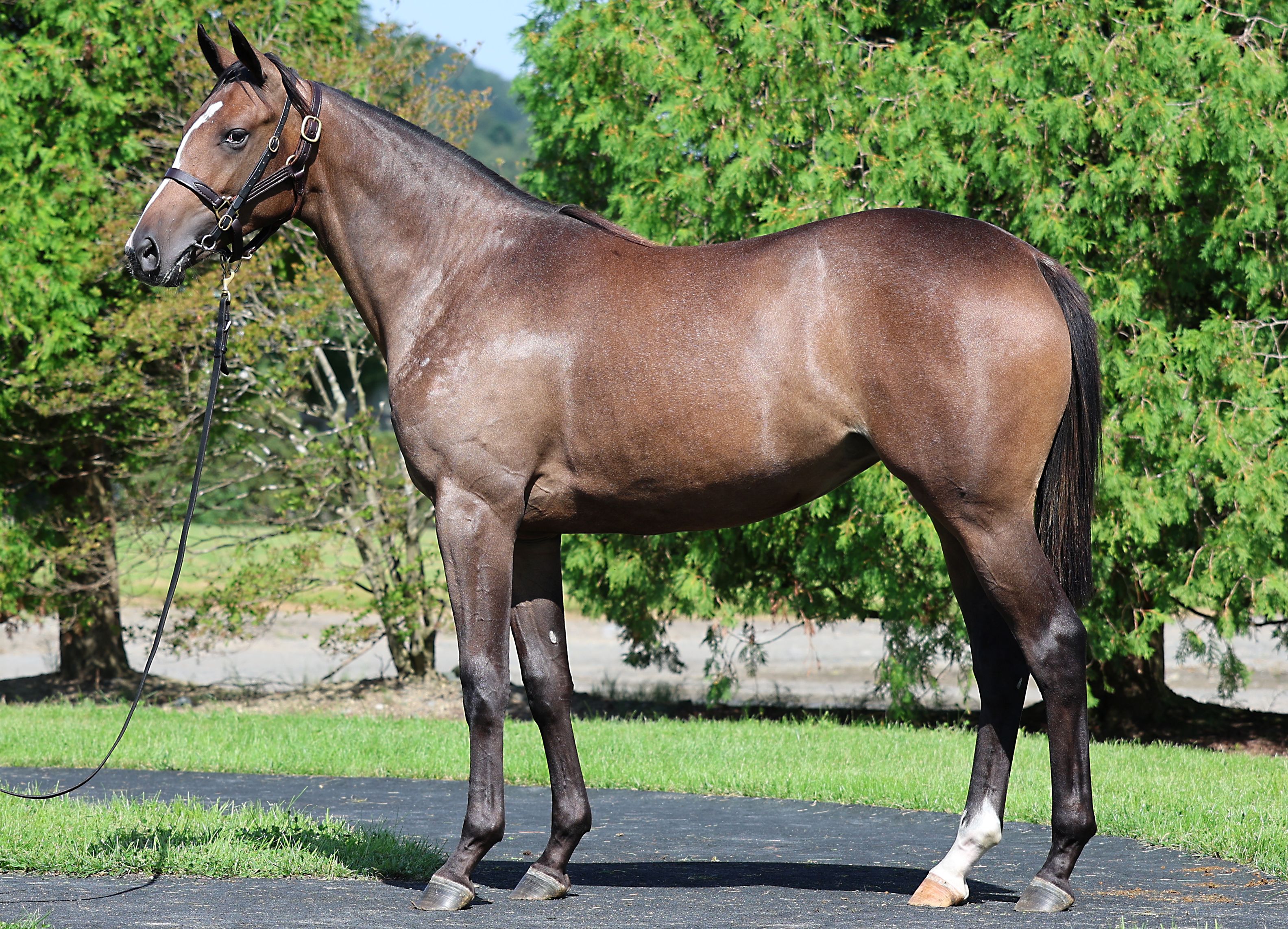 ハートディザイア2024