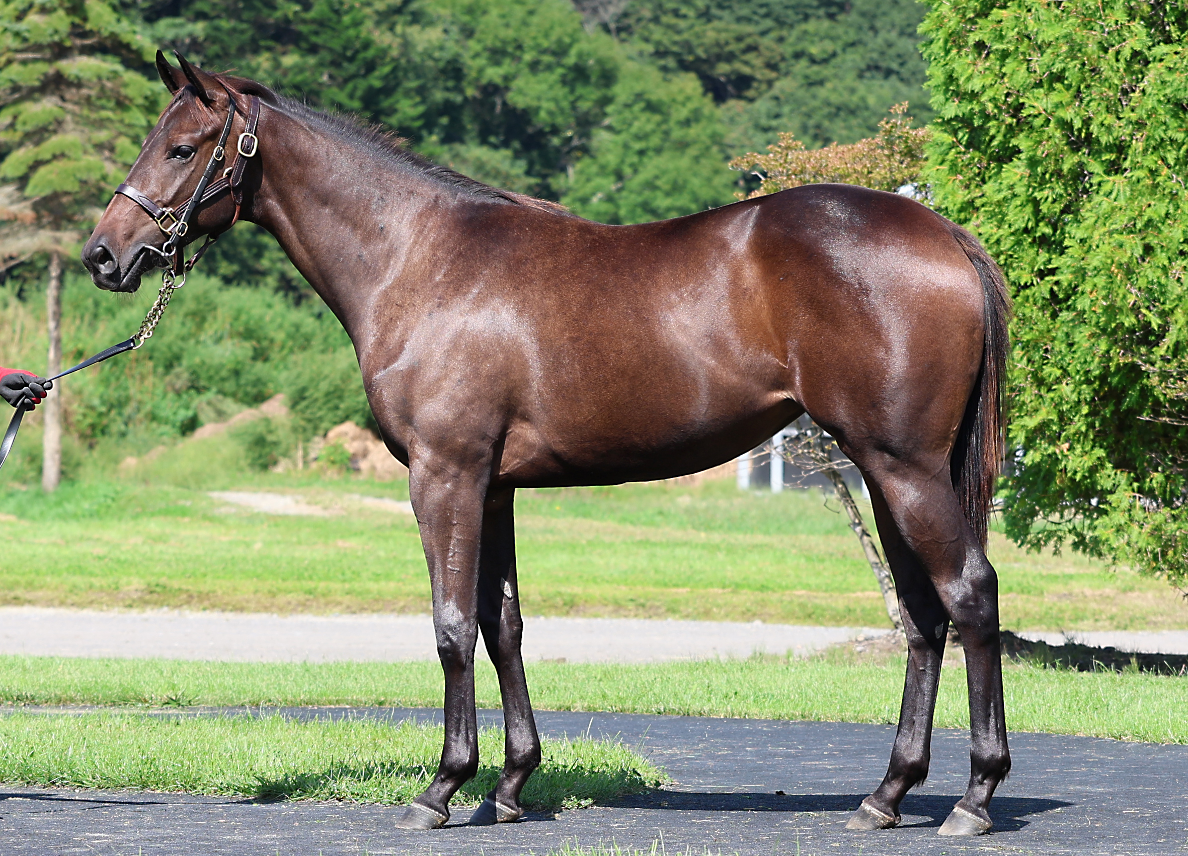 コウジンシュリー2024