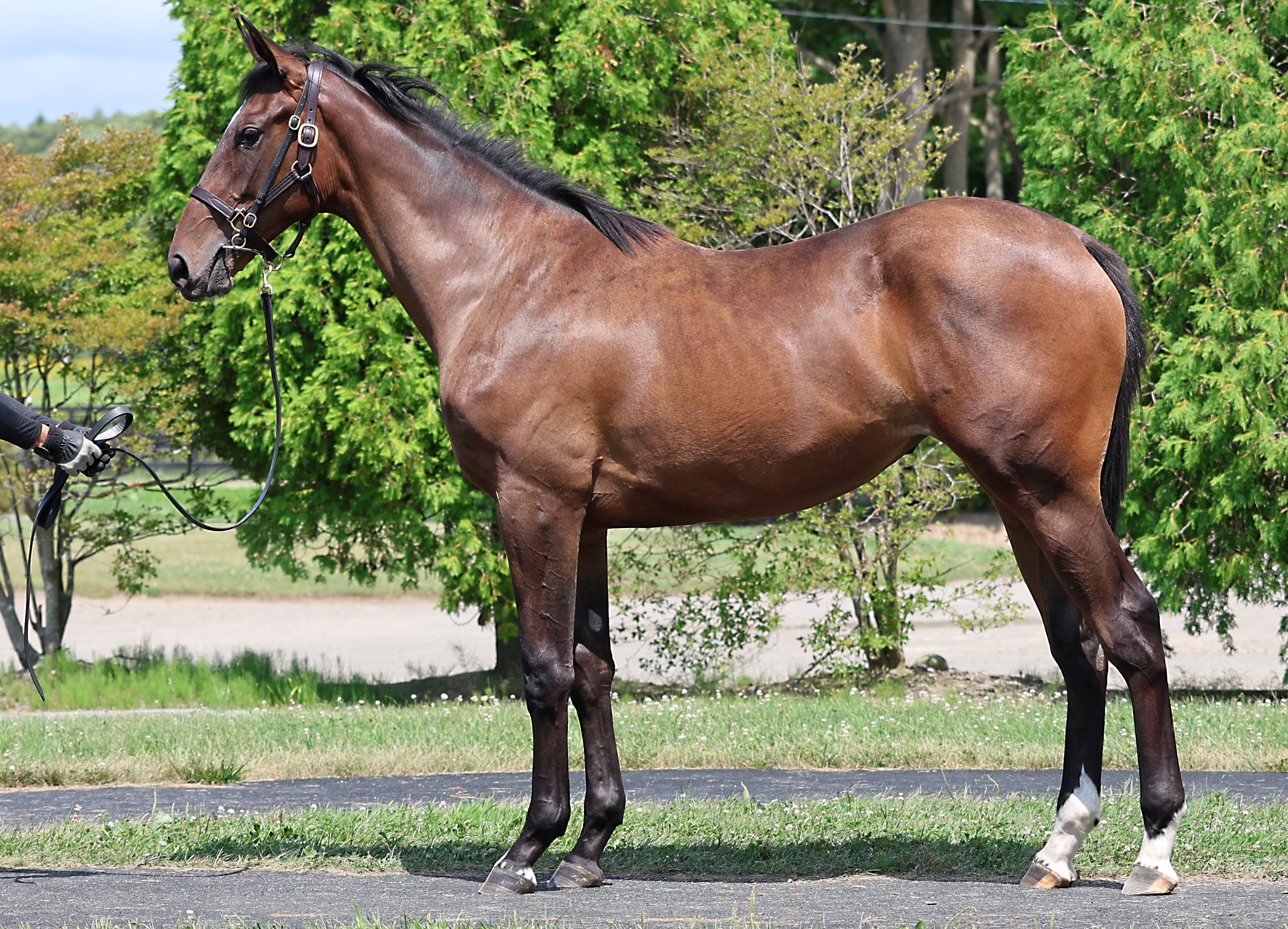 シュネーバル2024