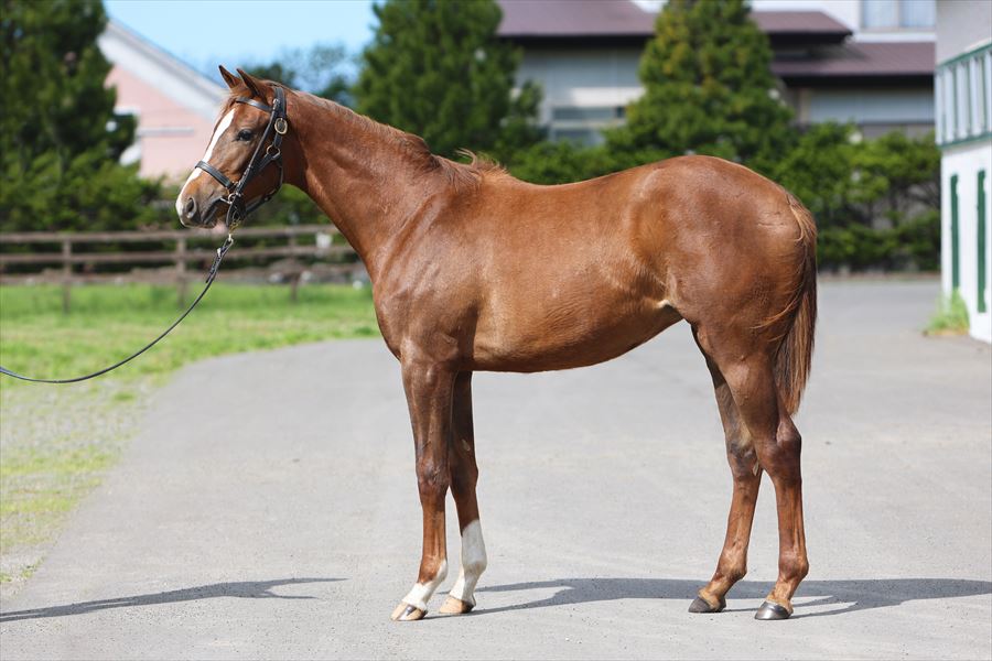 スイートレッドキャット2023