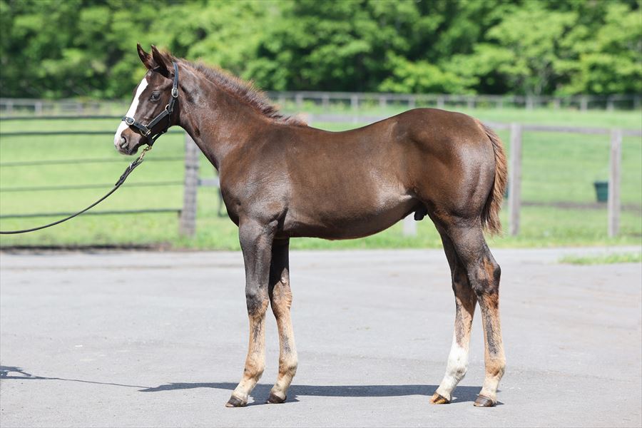 ラルナデミエルの2024