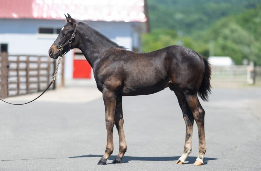 スマートレイチェルの2024