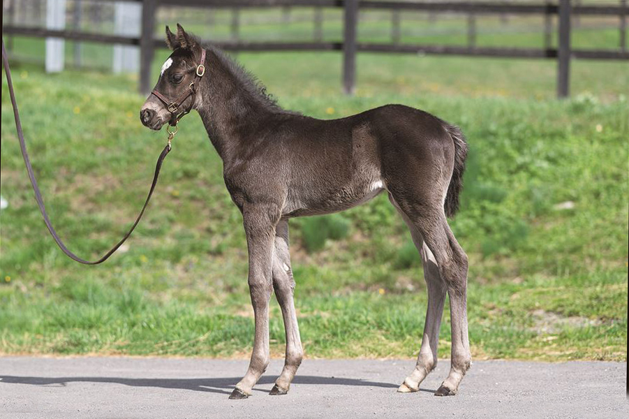 フラメンコⅡの2024