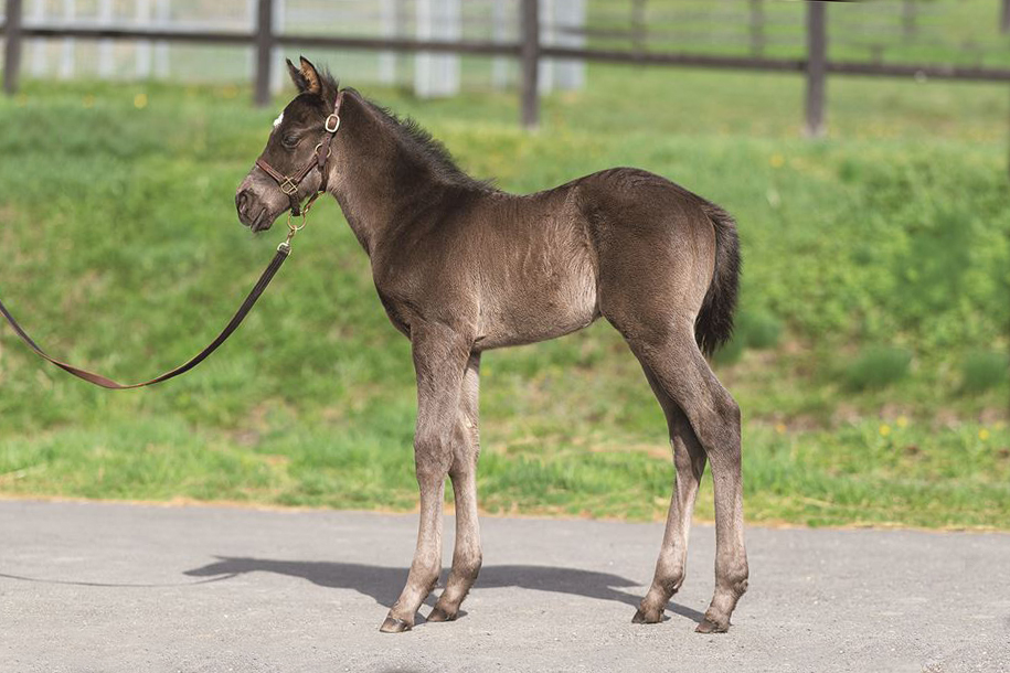 アドマイヤエリーズの2024