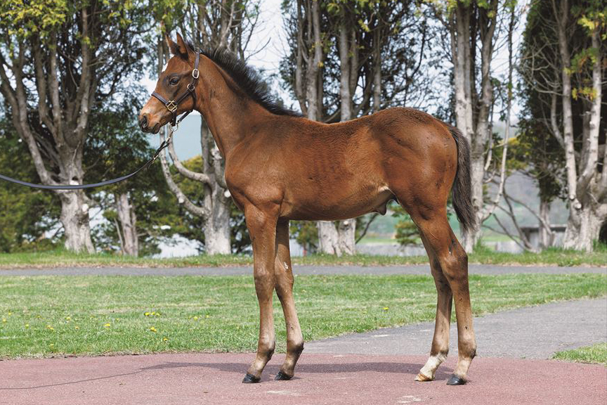 サピアウォーフの2024