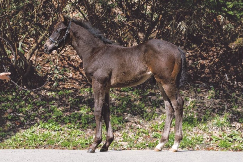 ブルーイリュージョンの2024