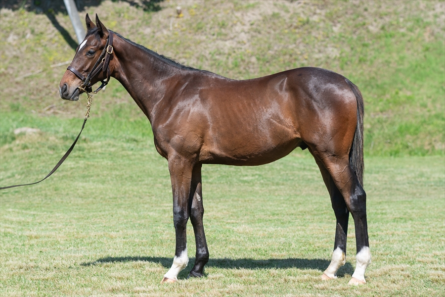 トーコーユズキ2023