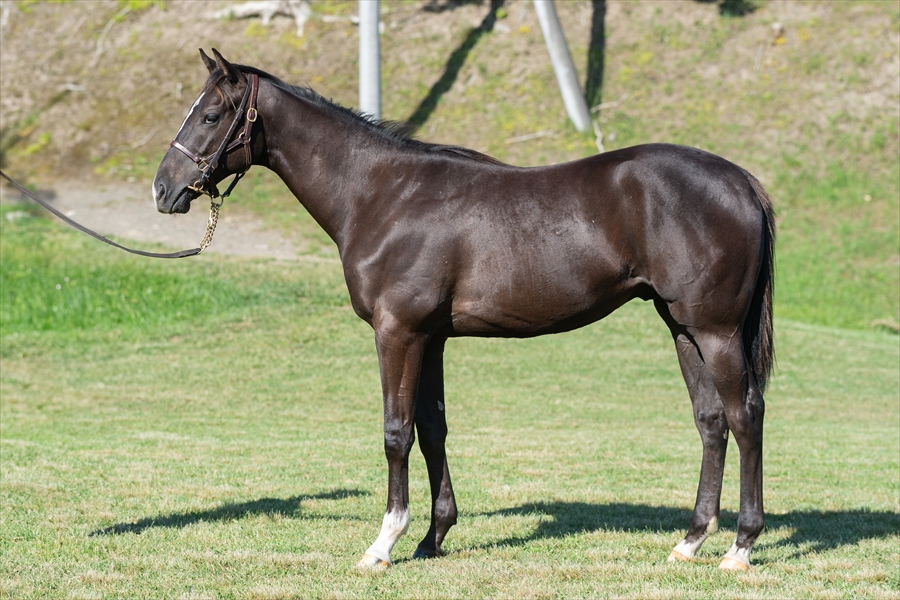 エアティアーモ2023