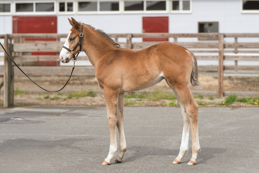 サンドクイーンの2025