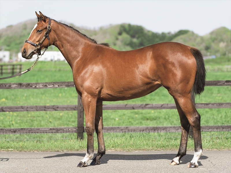 ナガラフラワー2024