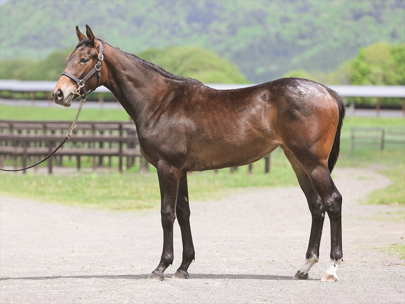 ショウナンマラマ2024