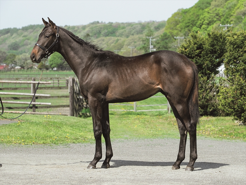 メジェールスー2024