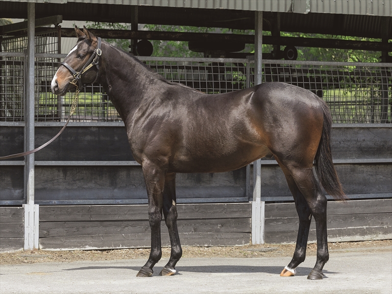 レディパッション2024