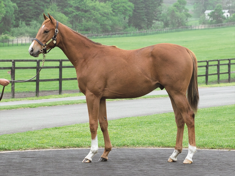 ストロングハート2024