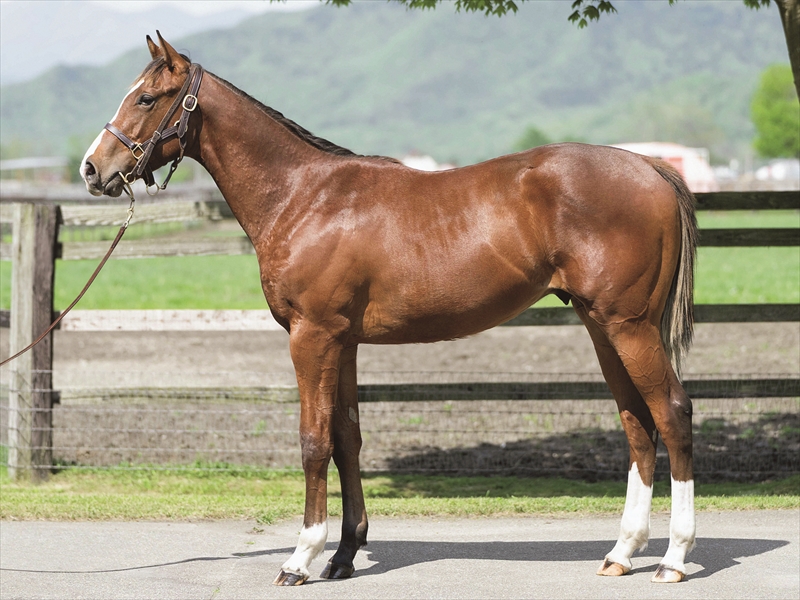 ペプチドリリー2024