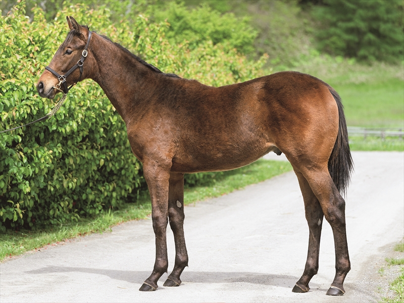 エミーズレシピ2024