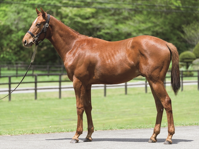 ベルフェサラバンナ2024