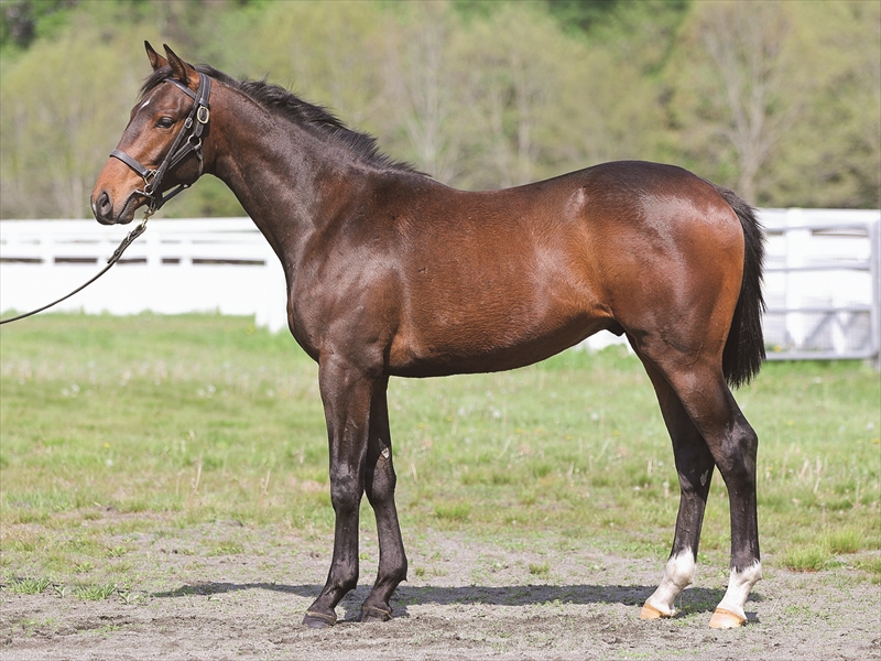 ジンジャーミスト2024