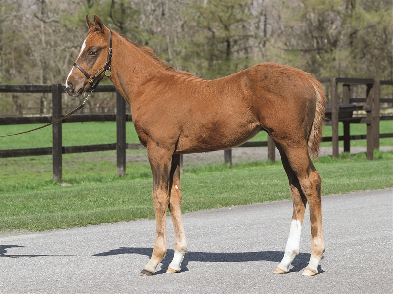 フロントゲートの2025