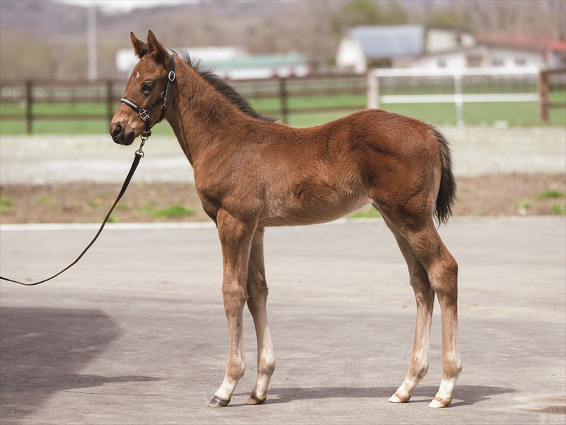 ゴールデンマリアの2025