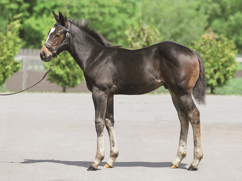 ヤマカツグレースの2025