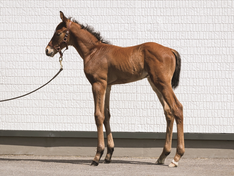 キーウエストの2025