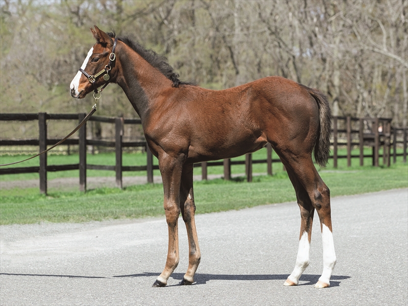 チェロキーメイドンの2025