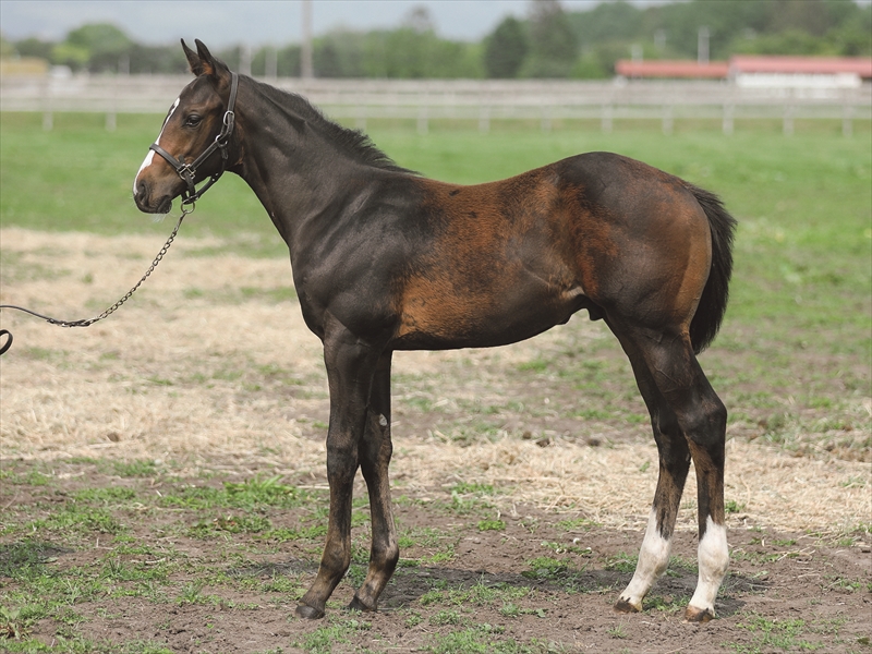 サンキューメアリールーの2025