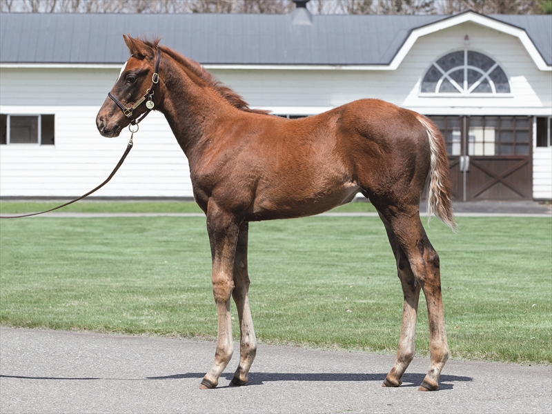 レディマドンナの2025