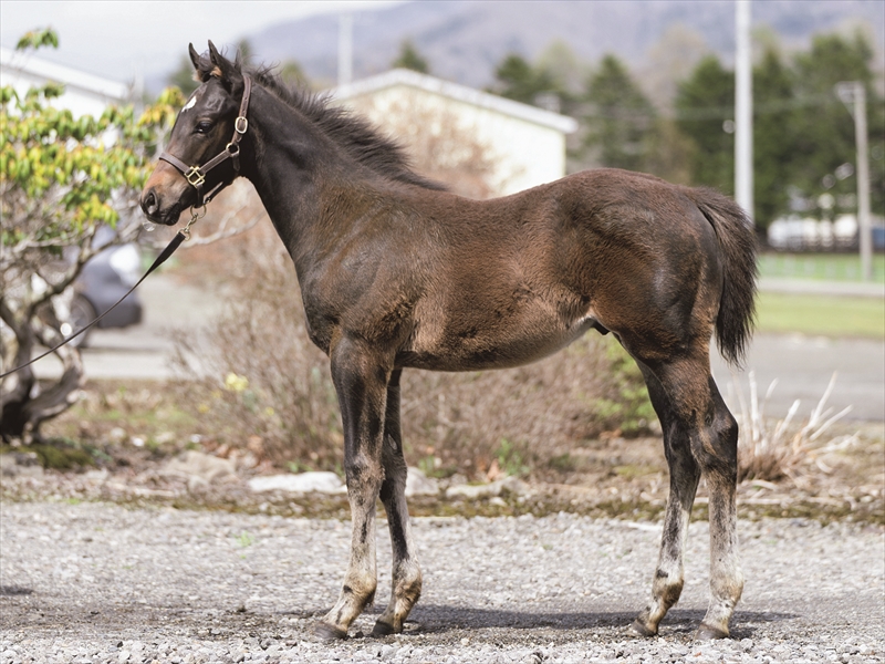 ナイントゥファイブの2025