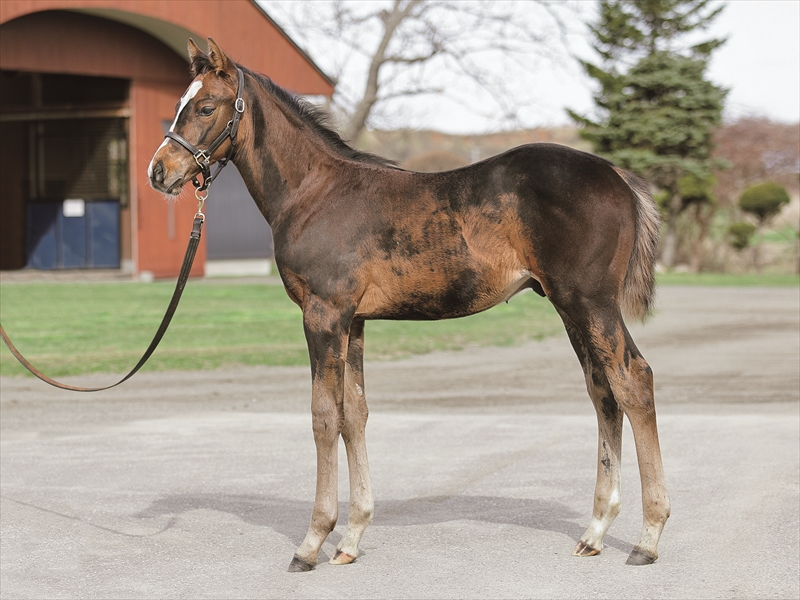 カラヴェッラの2025