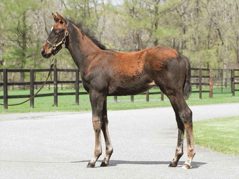 グレースアドラーの2025