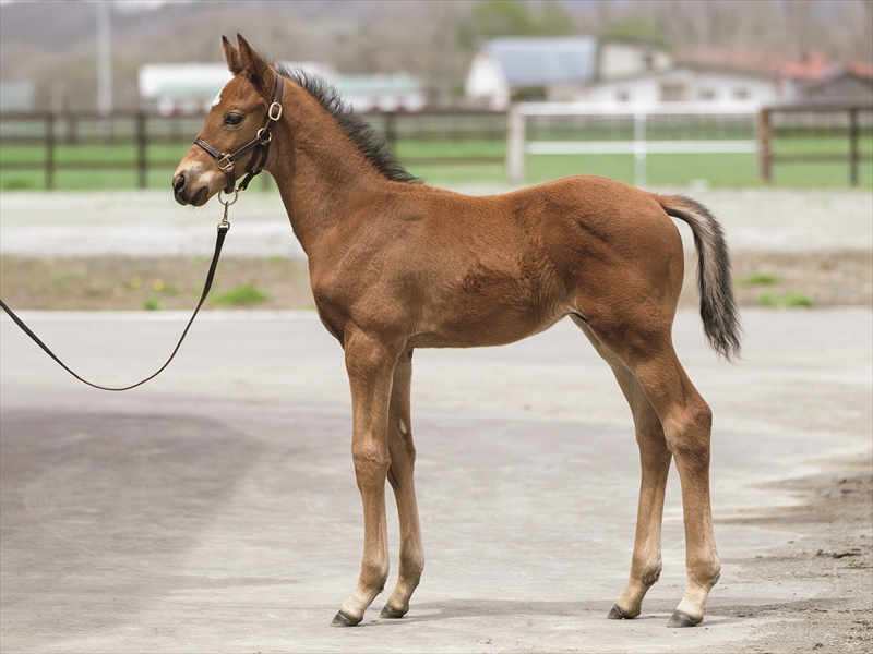 ムニショネッテの2025