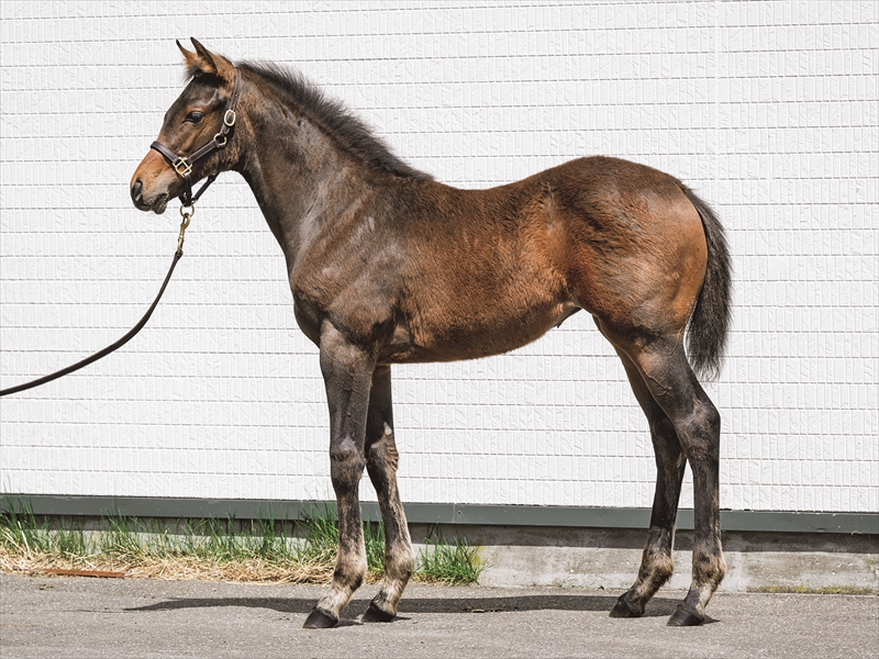 ブルーイリュージョンの2025