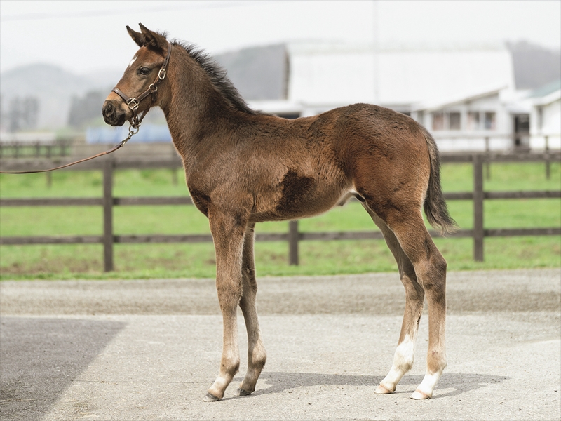 シーザシーの2025