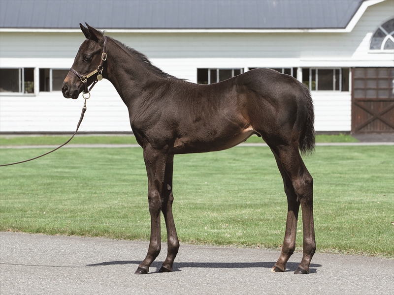 アメリカンソングの2025