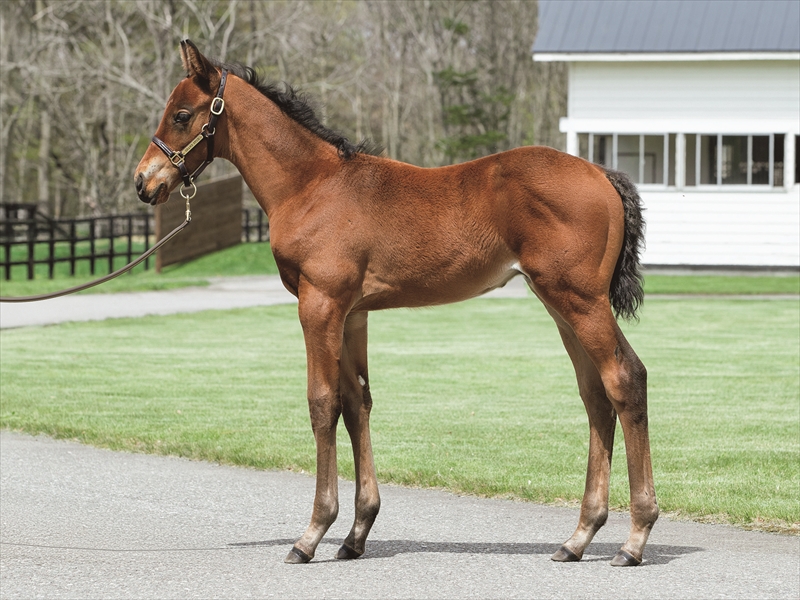 アロハスターの2025