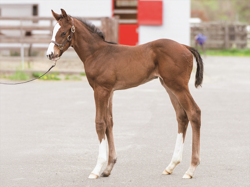 アンジュシュエットの2025