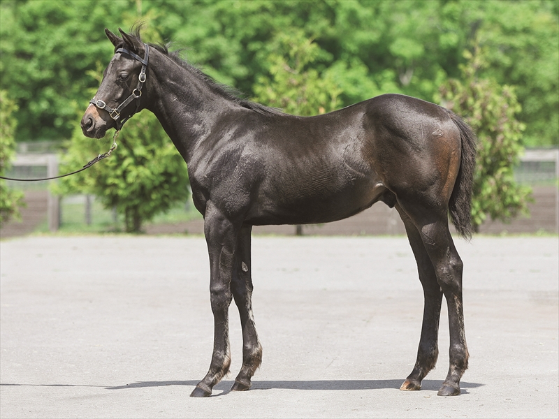 ダイアナヘイローの2025