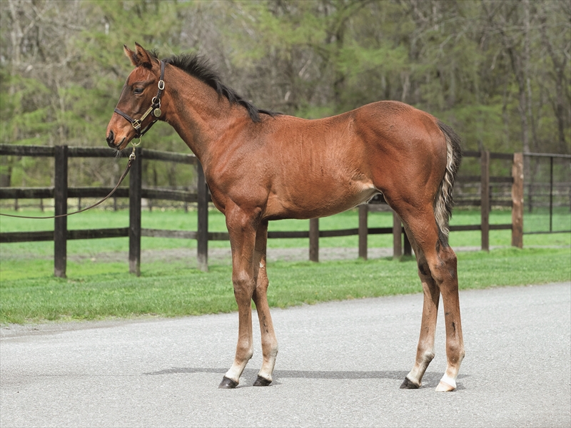 カレドニアロードの2025