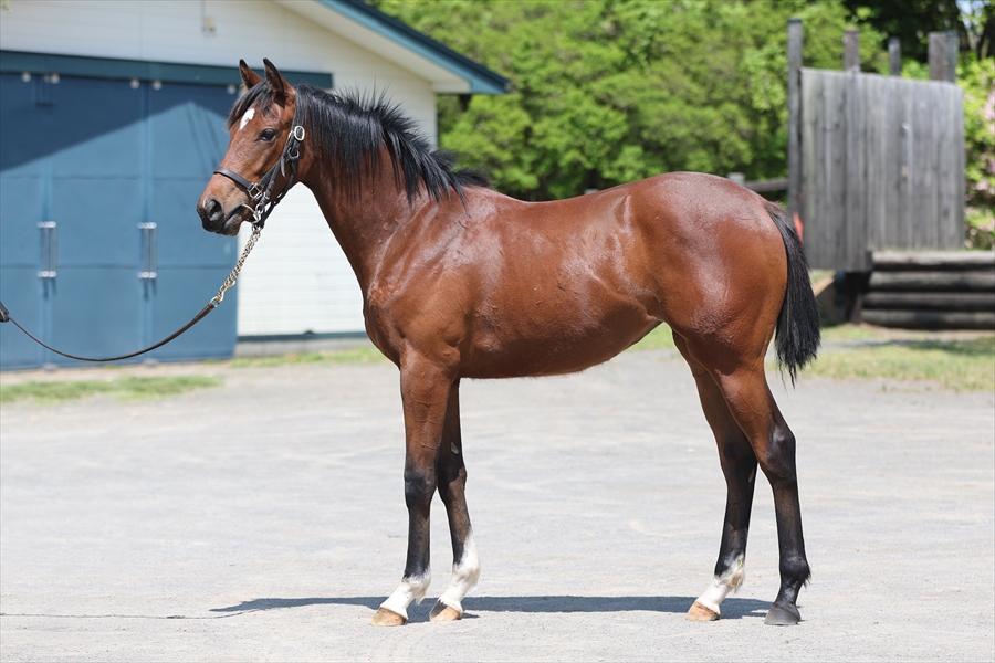 ヒメスズラン２０２４